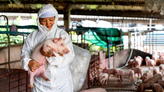 Chăn nuôi an toàn sinh học là gì và cách thực hiện