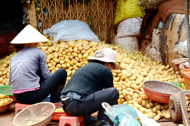 Khoai tây dớt giá 2018