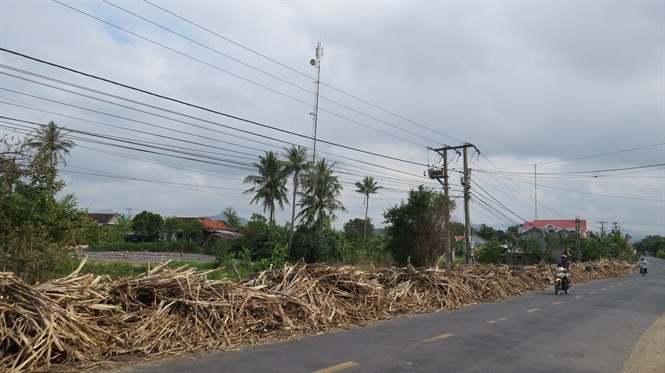 Mía quá lứa chờ thu hoạch