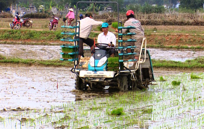 Gạo hữu cơ Phong Điền