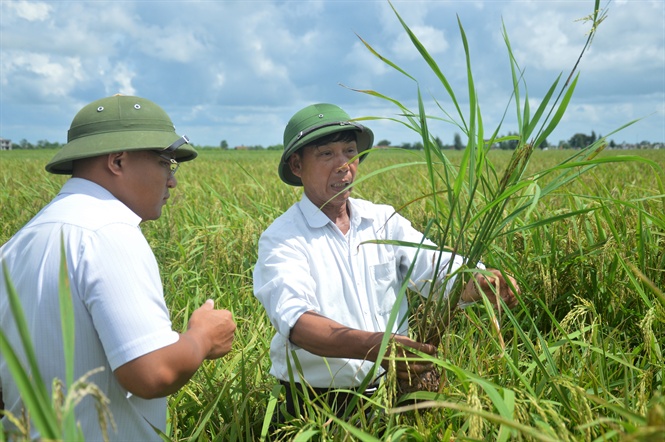 Sâu bệnh hại lúa