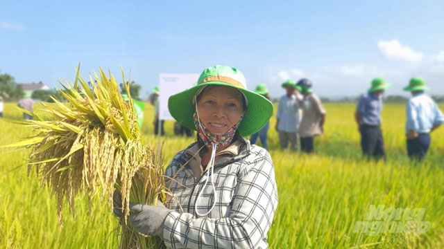 Nhiều nông dân đánh giá cao TBR 97 về năng suất, khả năng chống đổ ngã, ít nhiễm sâu bệnh.