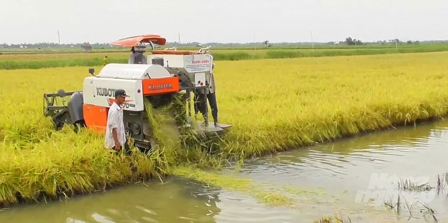 Mô hình trồng lúa kết hợp nuôi tôm