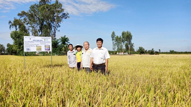 Chế phẩm sinh học xử lý rơm rạ