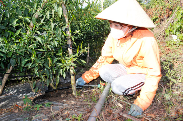 Mô hình trồng ớt chỉ thiên sử dung công nghệ tưới nhỏ giọt