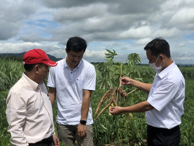 Phát triển cây sắn