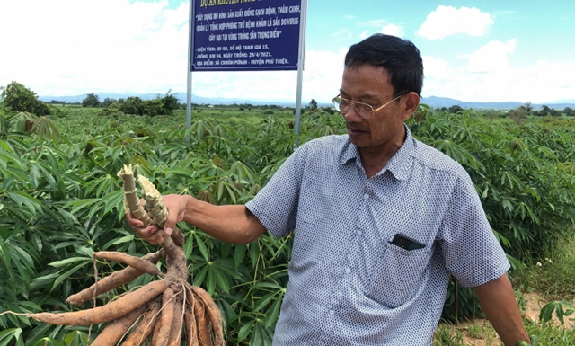 Phát triển cây sắn