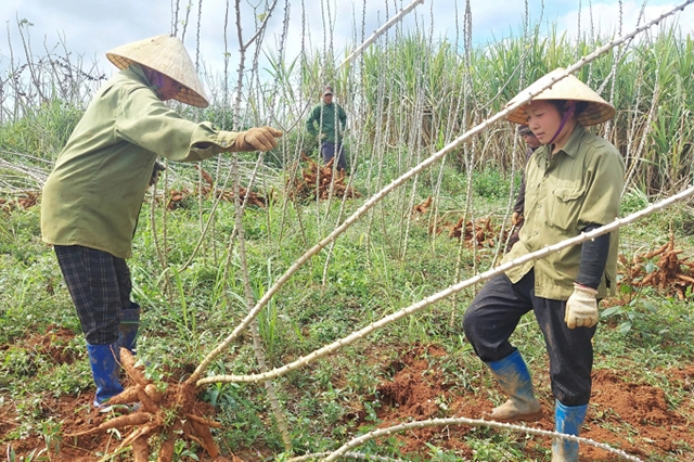 Phát triển cây sắn