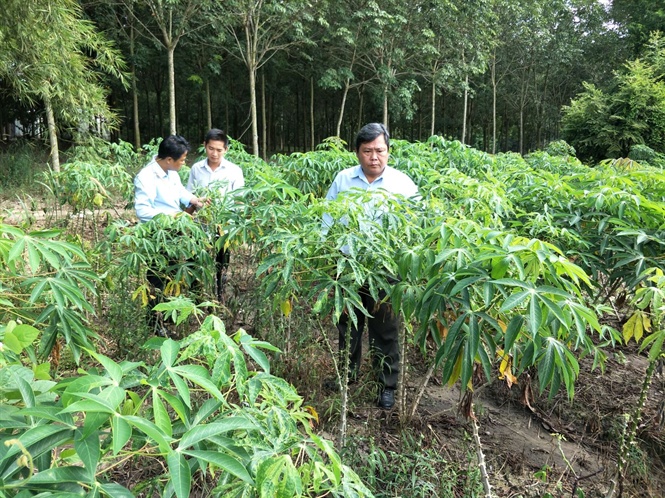 Bệnh khảm ở sắn