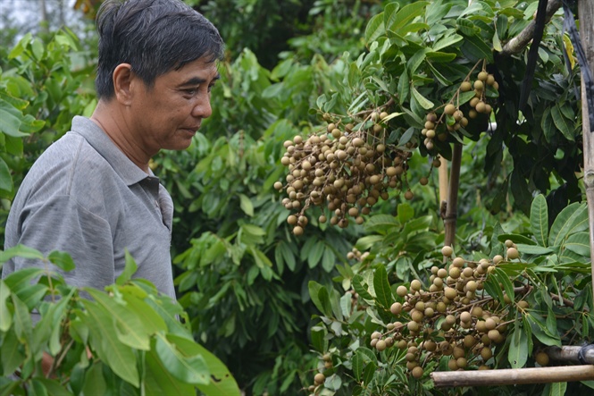 Giống nhãn mới