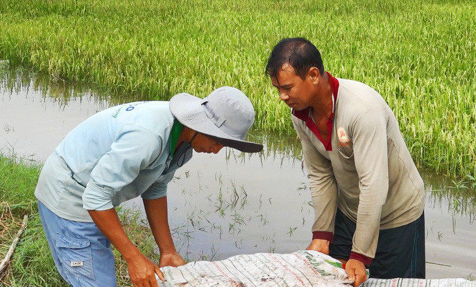 Ngập tại vùng lúa Tứ giác Long Xuyên