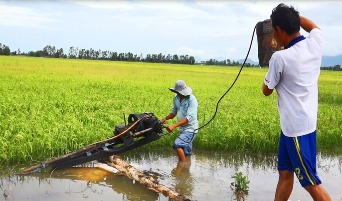 Ngập tại vùng lúa Tứ giác Long Xuyên