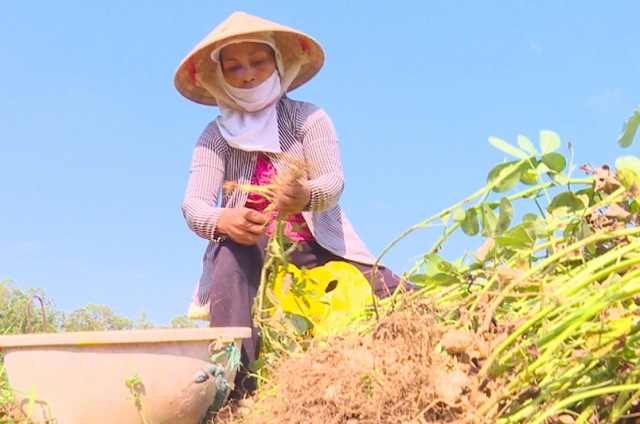 Trồng đậu phộng ở Trà Vinh