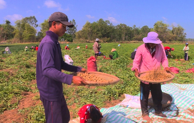 Trồng đậu phộng ở Trà Vinh