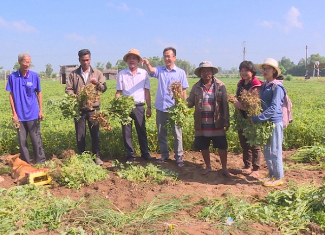 Trồng đậu phộng ở Trà Vinh