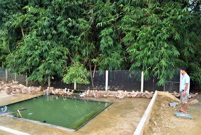 Vịt bầu Minh Hương