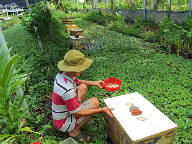 Nuôi chồn hương trên mặt ao