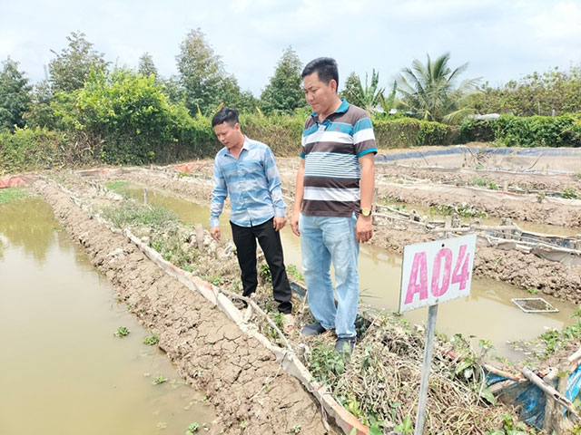 Nuôi lươn an toàn sinh học