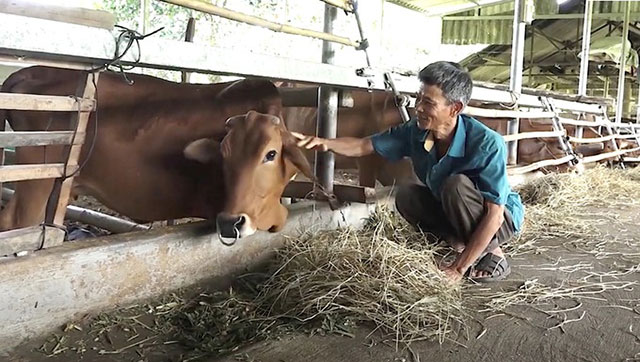 Chăn nuôi bò sử dụng đệm lót sinh học