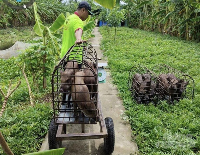 Nuôi heo rừng ở Miền Tây