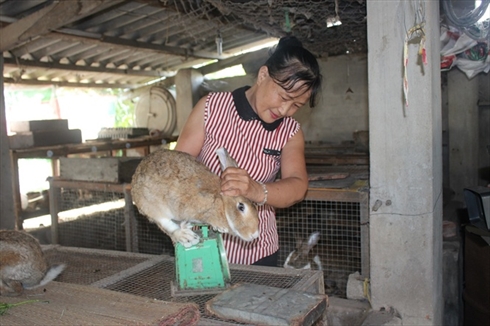 Mô hình kết hợp nuôi thỏ và gà