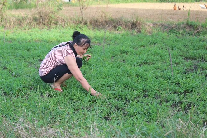 Mô hình kết hợp nuôi thỏ và gà