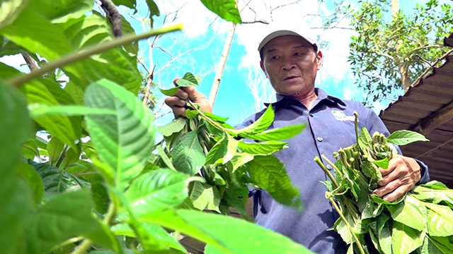 Heo rừng Tam Lãnh Quảng Nam