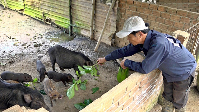 Heo rừng Tam Lãnh Quảng Nam