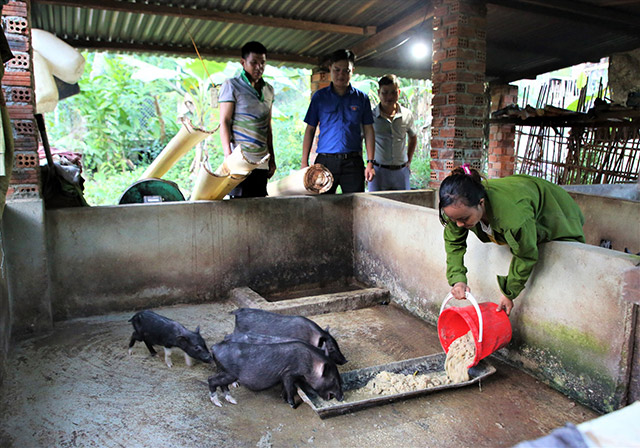 Nuôi heo cỏ ở Quảng Nam