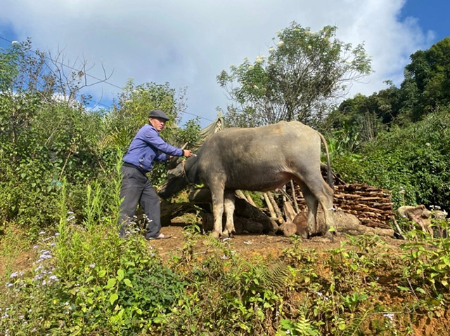 Tránh rét trâu bò