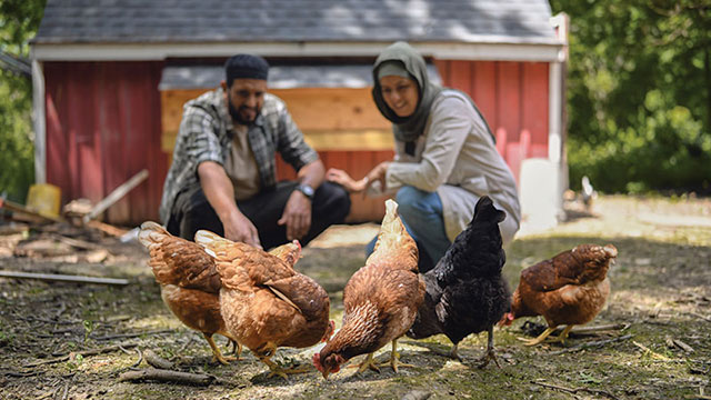 Quy trình chăn nuôi theo tiêu chuẩn Halal