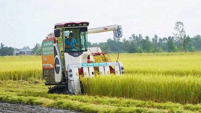 Giá lúa gạo hôm nay ngày (13/12): Gạo tiếp đà giảm nhẹ, giá lúa cao