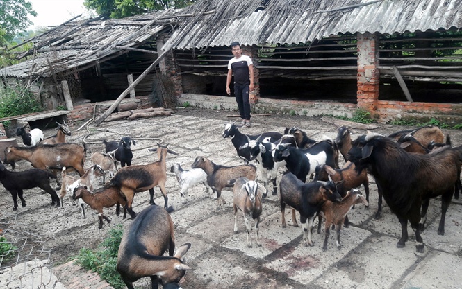 Mô hình chăn nuôi giỏi