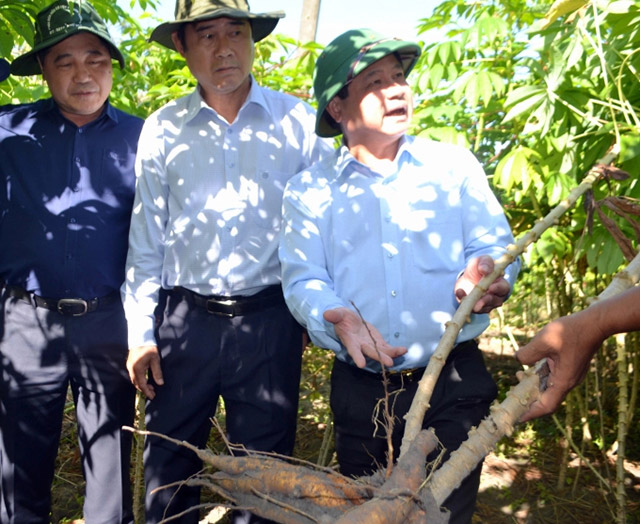 Bệnh khảm lá sắn