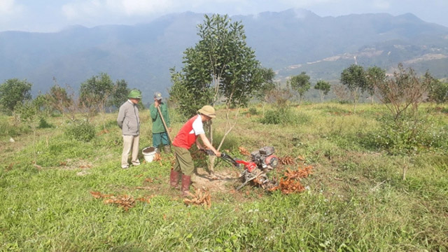 Cây mắc ca ở Sơn La