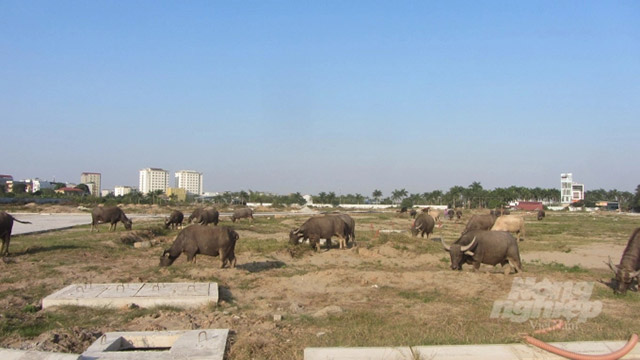 Nuôi trâu thả