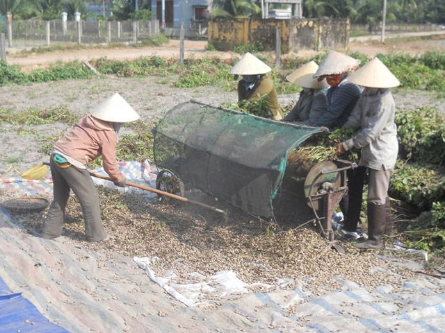 Trồng đậu phộng của Phù Cát, Bình Định