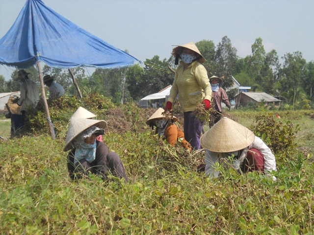 Trồng đậu phộng của Phù Cát, Bình Định