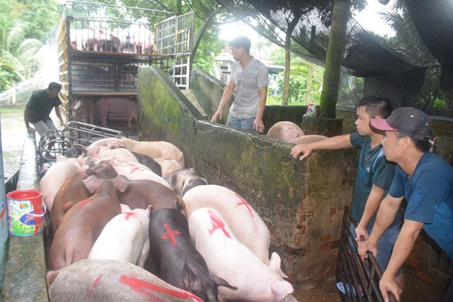 Chăn nuôi an toàn sinh học