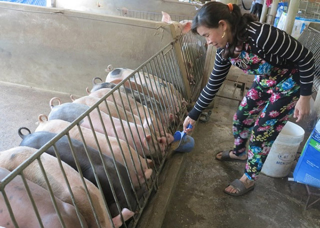 Chăn nuôi an toàn sinh học