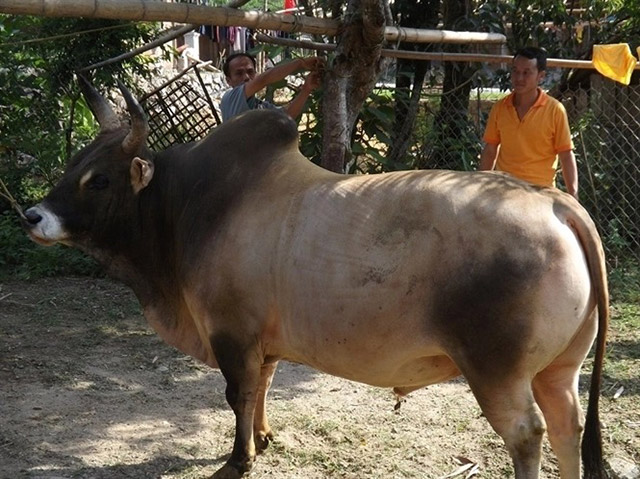 Giống bò Mông