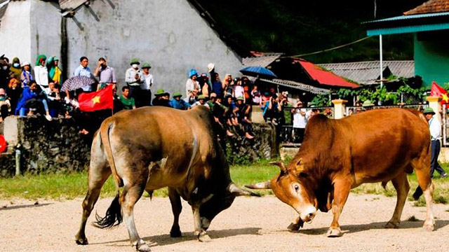 Giống bò Mông