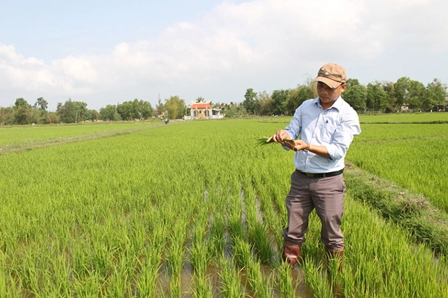 Kiểm tra lúa đông xuân