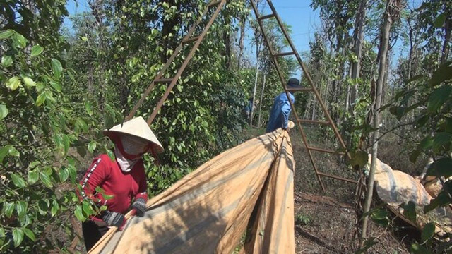 Trồng cam sành