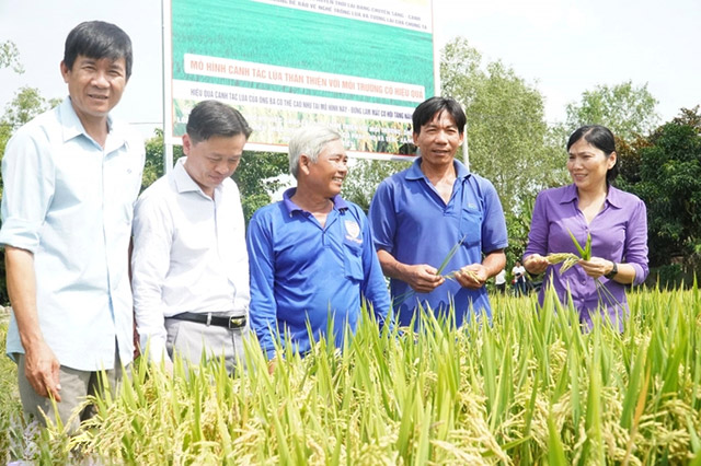 Mô hình trồng lúa thân thiện với môi trường