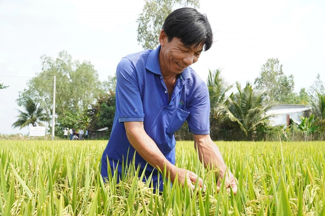 Mô hình trồng lúa thân thiện với môi trường