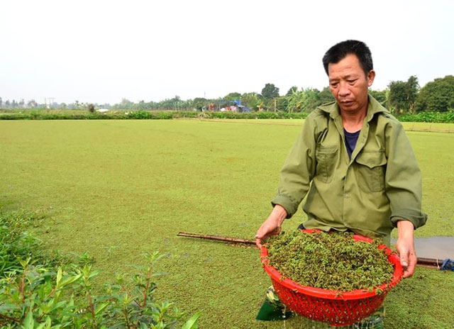 Bèo hoa dâu