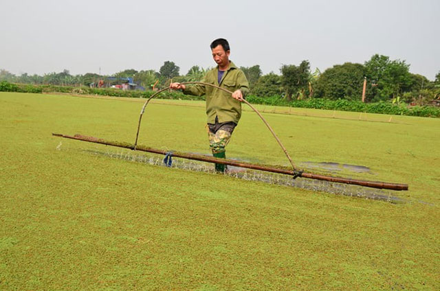 Bèo hoa dâu