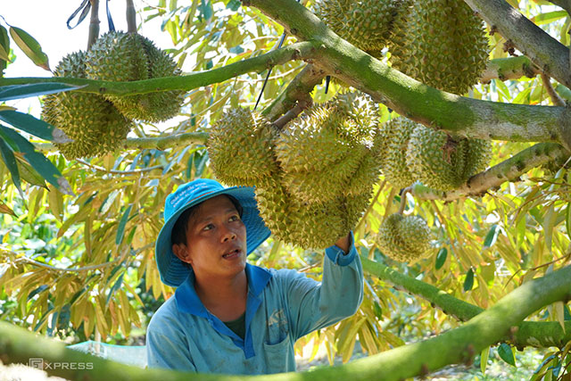 Trồng sầu riêng