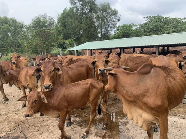 Nuôi bò sinh sản